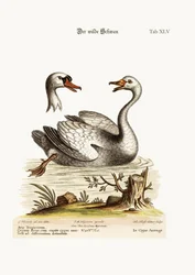 Der wilde Schwan, 1749-73